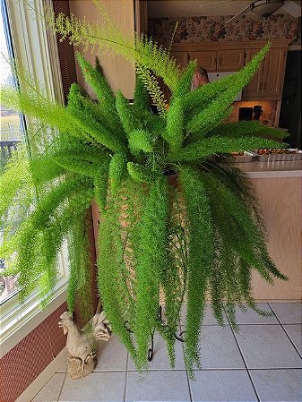 Aspargo Real / Asparagus Densiflorus  Aspargo Rabo de Raposa
