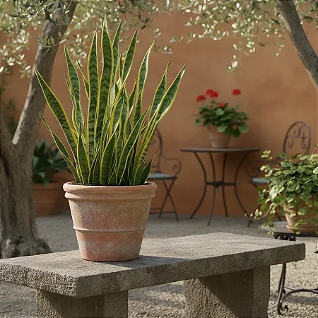 Espada de Santa Barbara - Sansevieria Trifasciata