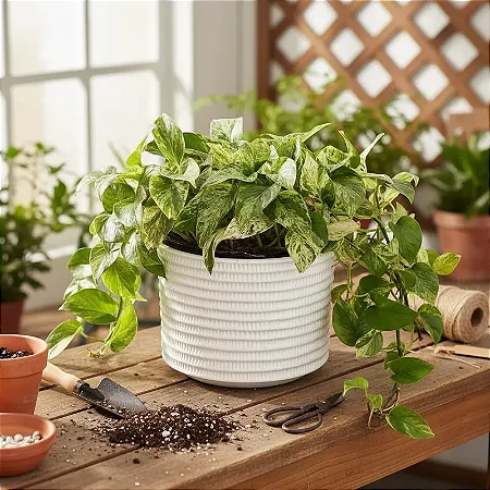 Jibóia Branca "Marble Queen" (Epipremnum Aureum)