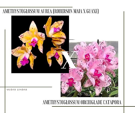 Cattleya Amethystoglossum Orchiglade Catapora x Amethystoglossum Aurea (Roberson Maia x Guaxe)