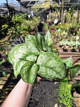 Jibóia Prateada Gigante - Scindapsus pictus Argyraeus Gigante