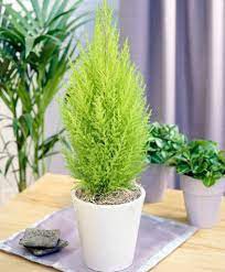 Tuia Holandesa ou Limão - Cupressus Macrocarpa - 'Mini pinheiro de Natal'