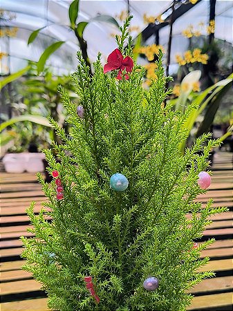 Tuia Holandesa ou Limão - Cupressus Macrocarpa - 'Mini pinheiro de Natal enfeitado'