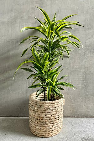 Bambu-da-Sorte Variegata - Dracaena Sanderiana