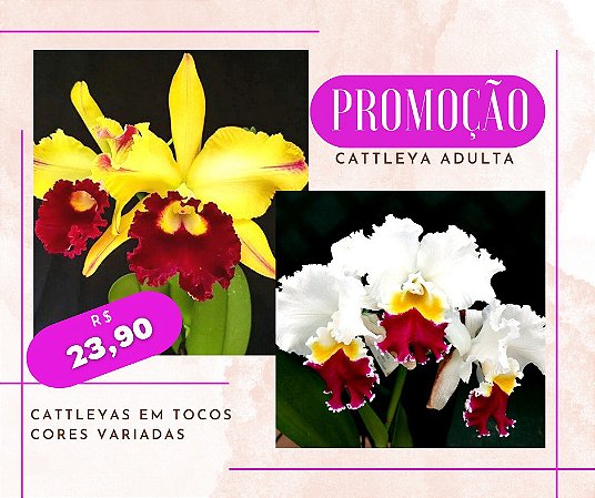 Cattleya em Toco SEM IDENTIFICAÇÃO - Super Promoção