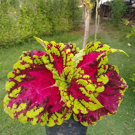 Coléus Vera (coração magoado)