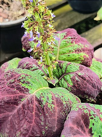 Coléus Maria (coração magoado)