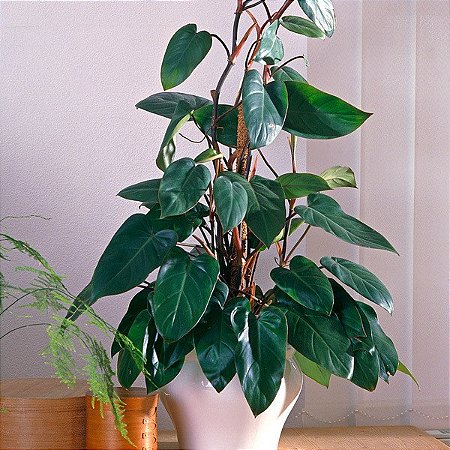 Filodendro Sanguineo - Philodendron Sanguineum