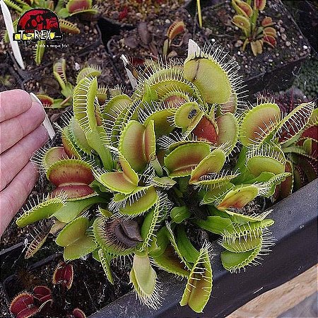 Planta Carnívora Dionéia