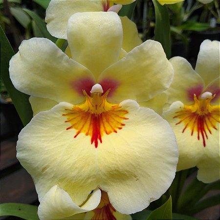 Miltonia Amarela