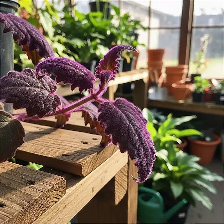 Veludo Roxo - Gynura Aurantiaca