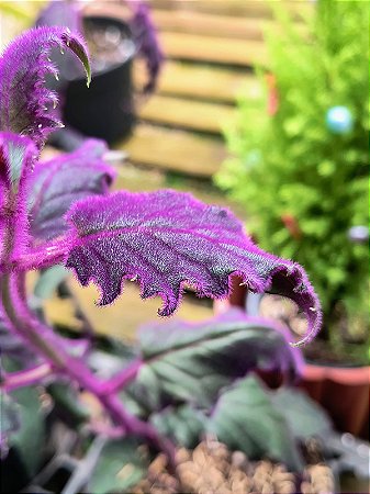 Veludo Roxo - Gynura Aurantiaca