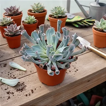 Echeveria Pink Trumpet