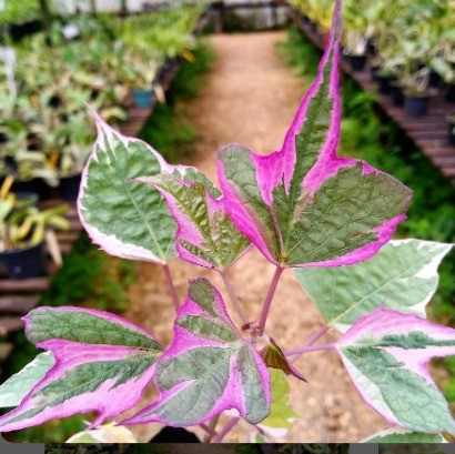 Ipoméia Variegata Rosa (Ipomeia Rosa)