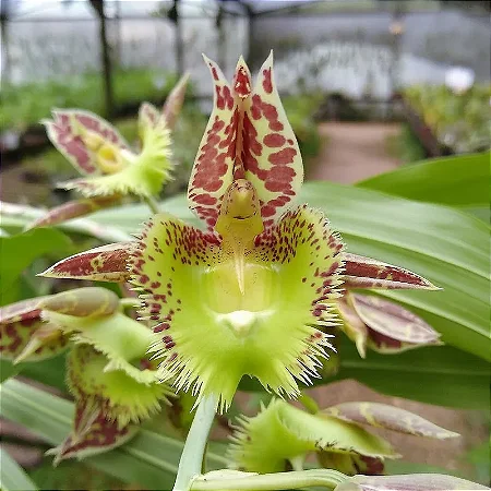 Catasetum fimbriatum x pilleatum imperialis 'Tuty' (2)