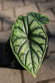 Alocasia baginda ‘Dragon Scale’
