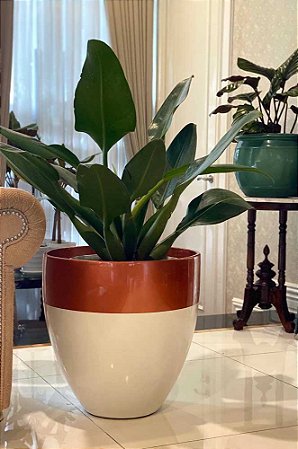 Filodendro Pacová - Philodendron martianum