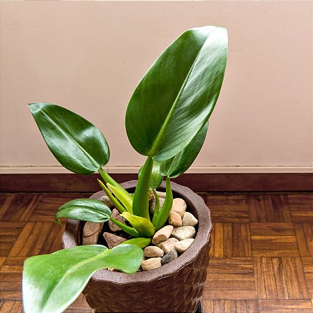 Filodendro Pacová - Philodendron martianum - Orquidario em Mogi Mirim ...