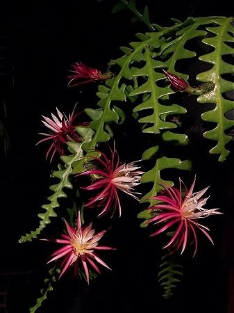 Selenicereus anthonyanus (Cacto Samambaia/Sianinha) - Orquidario em Mogi  Mirim/SP - As mais lindas Orquídeas!