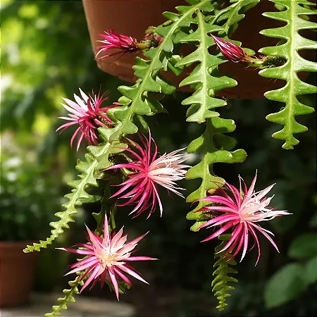 Cacto Samambaia/Sianinha - Selenicereus anthonyanus