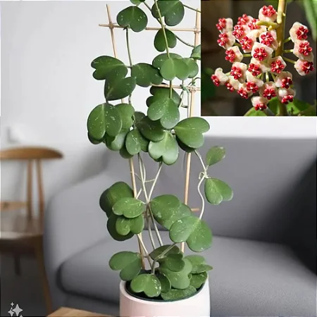 Hoya Kerii - Flor de Cera