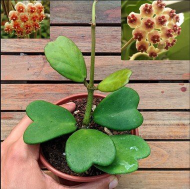 Hoya Kerii - Flor de Cera