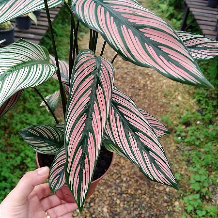 Maranta Riscada - Calathea orlata