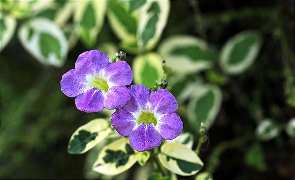 Assistácia gangetica - Asystasia gangetica 'Variegata'