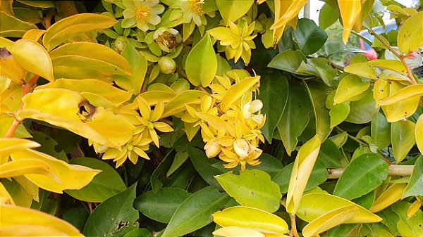 Pereskia aureiflora - Ora-pro-nóbis dourada