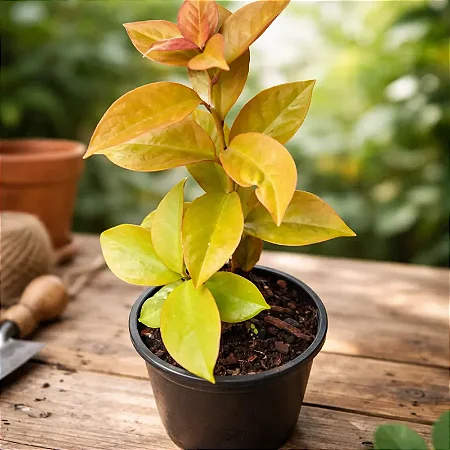 Pereskia aureiflora - Ora-pro-nóbis dourada