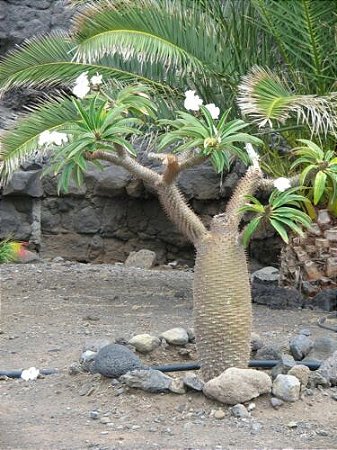 Palmeira de Madagascar - Pachypodium lamerei