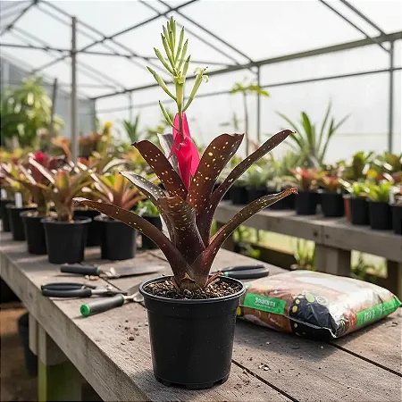 Bromélia Billbergia Amoena