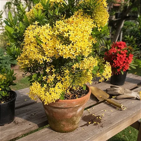 Mini Ixora Amarela