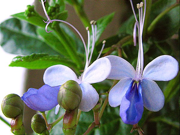 Borboleteira Azul - Rotheca Myricoides