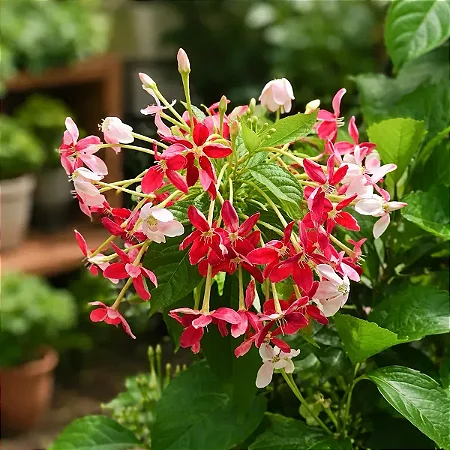Jasmim da Índia - Quisqualis indica (Trepadeira)