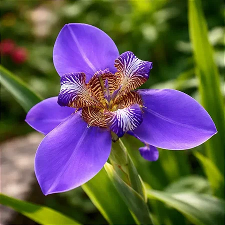 Neomarica candida coerulea ou Iris da Praia Azul