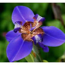 Neomarica candida coerulea ou Iris da Praia Azul