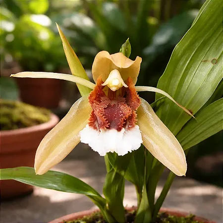 Coelogyne Speciosa