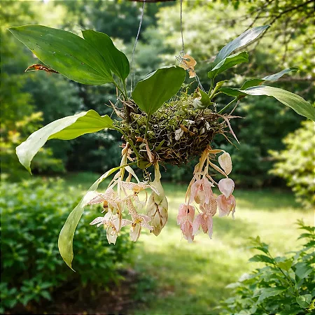 Orquídea Stanhopea Oculata