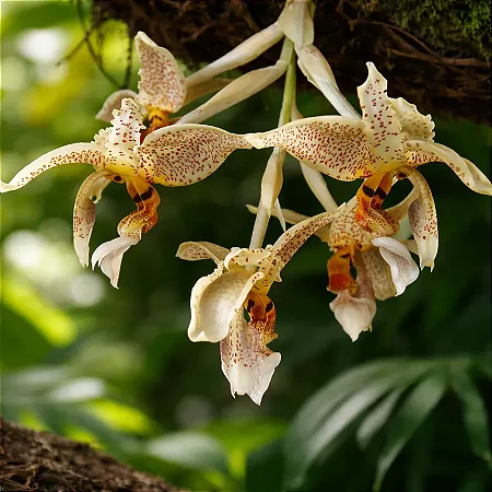 Orquídea Stanhopea Oculata