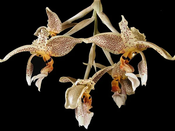 Orquídea Stanhopea Oculata (planta menor)