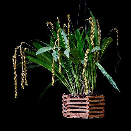 Dendrochillum Magnum