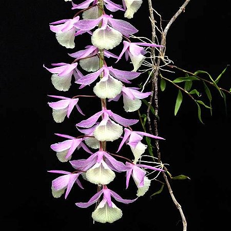 Dendrobium Aphyllum ou Pierardii - NO TOCO