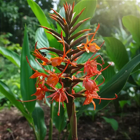 Gengibre Vermelho - Hedychium coccineum (Bulbo)