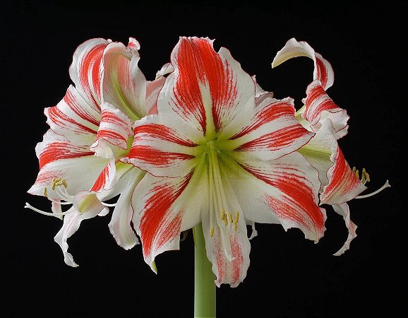 Amaryllis Amorice