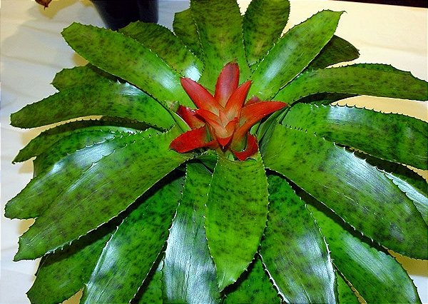 Bromélia Nidularium Fulgens