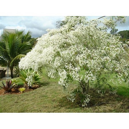Neve da Montanha - Euphorbia leucocephala