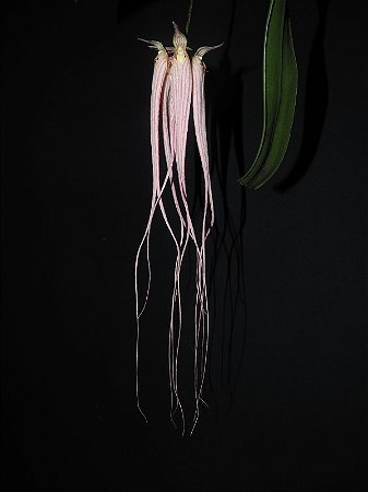 Bulbophyllum Longissimum