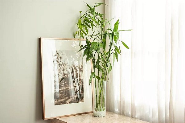 Bambu da Sorte - Dracaena braunii