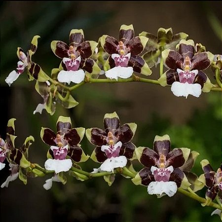 Oncidium Cleo's Pride 'Hama'